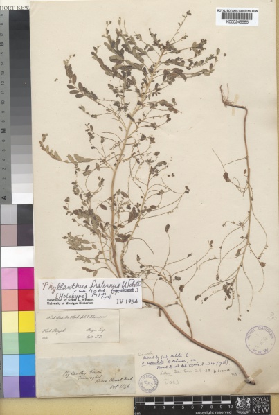 File:Phyllanthus fraternus Kew barcode=K000246585 52328.jpg