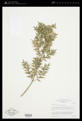 Ruscus aculeatus L. - Starr - 02236157.jpg