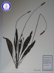 Plantago lanceolata RA17404BMX1 A0226.jpg