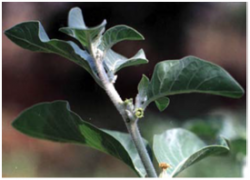 Withania somnifera - NR - Aerial parts.png