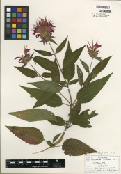 Monarda didyma Tropicos 100024136 (S).jpg