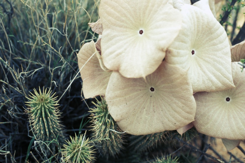 File:Hoodia gordonii Tropicos 100163163.jpg