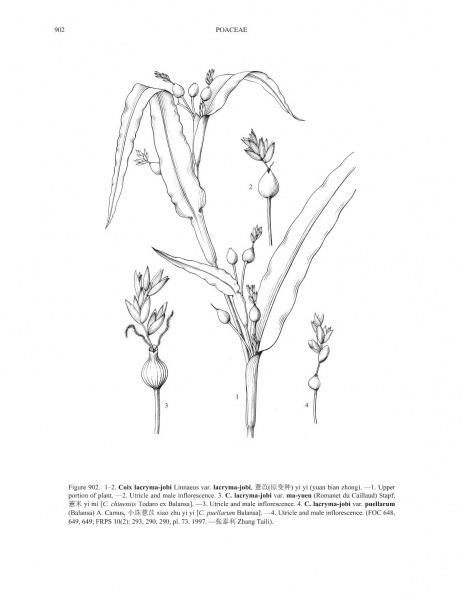 File:Coix lacryma-jobi Tropicos 85231.jpg