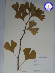 Ginkgo biloba XO1405JD1 A0463.jpg