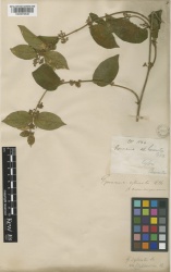 Gymnema sylvestre Kew imageBarcode=K000872846 502255.jpg