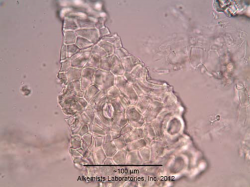 Eucalyptus globulus - Alkemist Laboratories.png