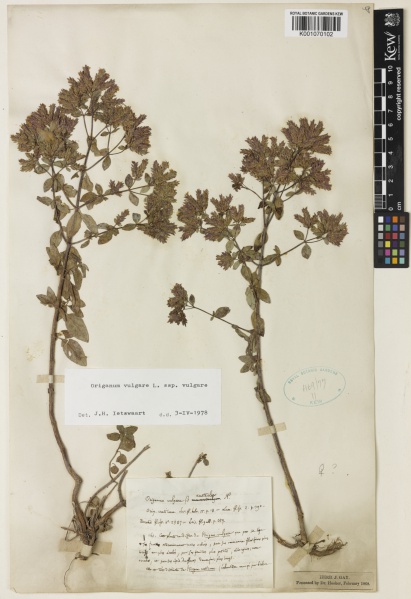File:Origanum vulgare subsp. vulgare Kew barcode=K001070102 617705.jpg