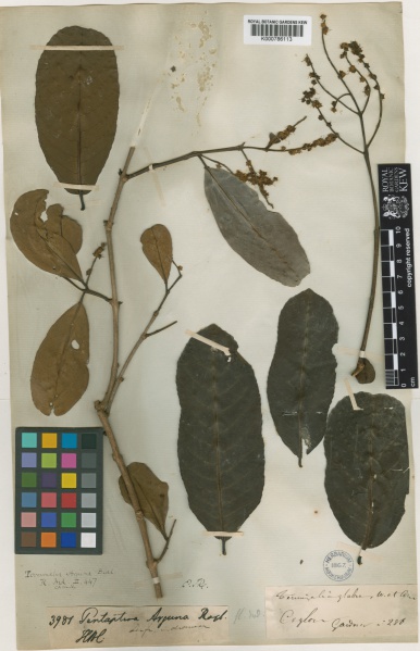 File:Terminalia arjuna Kew barcode=K000786113 360590.jpg