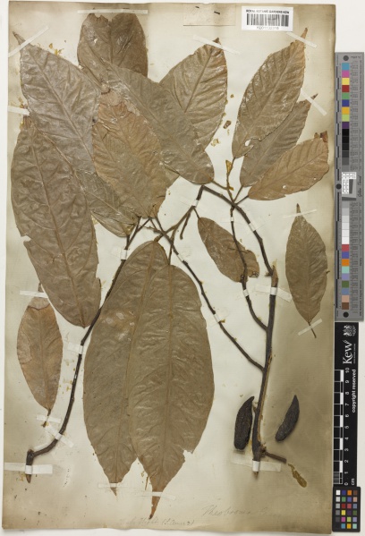 File:Theobroma cacao Kew barcode=K001132315 713127.jpg