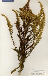 Solidago gigantea Tropicos 100014590.jpg