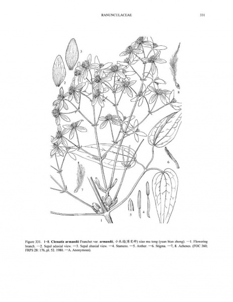 File:Clematis armandii Tropicos 59735.jpg