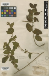 Gymnema sylvestre Kew imageBarcode=K000872847 502257.jpg