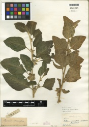 Withania somnifera Tropicos 100184298 (S).jpg