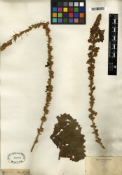 Verbascum densiflorum Tropicos 100279961 (S).jpg