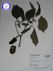 Capsicum annuum CAW18508BSI1 A0060.jpg