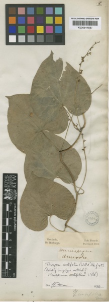 File:Tinospora cordifolia Kew barcode=K000644587 273433.jpg
