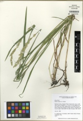 Elymus repens Tropicos 100010959.jpg